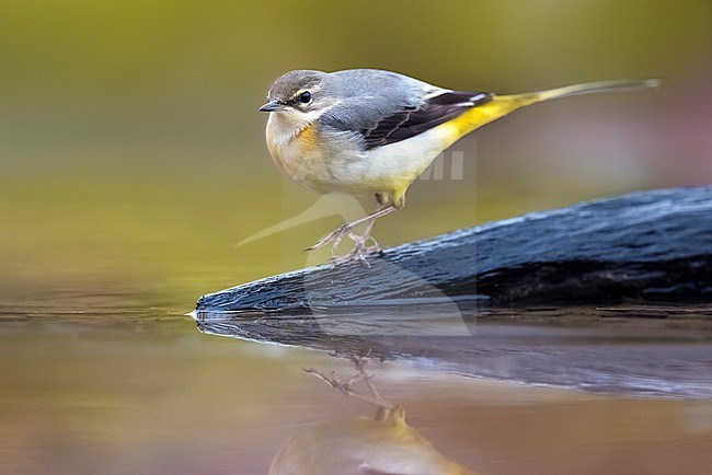 Grey Wagtail (Motacilla cinerea) in Italy. stock-image by Agami/Daniele Occhiato,
