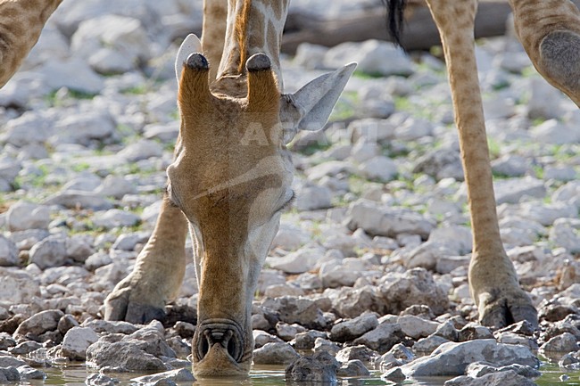 Giraffe drinkend Namibie, Giraffe drinking Namibia stock-image by Agami/Wil Leurs,