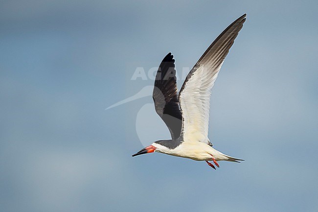 Adult Black Skimmer (Rynchops niger) in flight along the coast at Galveston Co., Texas, USA. stock-image by Agami/Brian E Small,