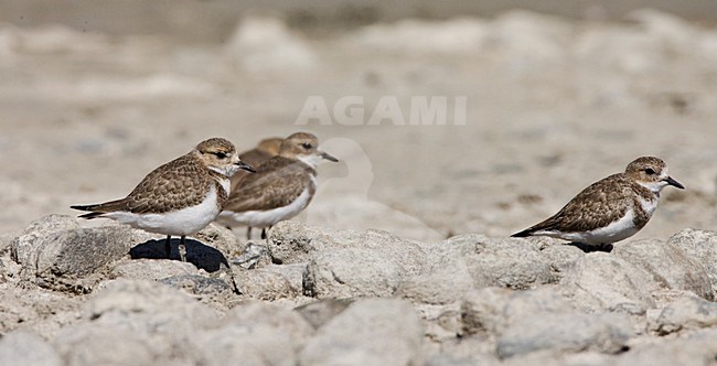 Falklandplevier, Two-banded Plover, Charadrius falklandicus stock-image by Agami/Marc Guyt,