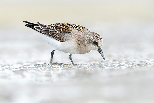 First-winter Red-necked Stint (Calidris ruficollis) during autumn migration in Mongolia. stock-image by Agami/Dani Lopez-Velasco,