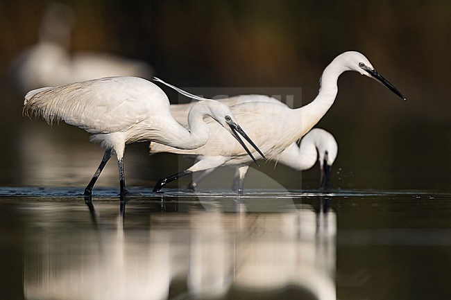 Little Egret (Egretta garzetta) in Italy stock-image by Agami/Daniele Occhiato,