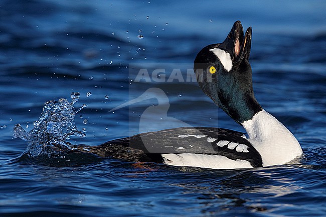 Barrow's Goldeneye (Bucephala islandica), adult male displaying in the water, Northeastern Region, Iceland stock-image by Agami/Saverio Gatto,