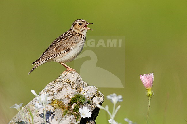 Wooodlark (Lullula arborea), side view of an adult standing on a rock, Campania, Italy stock-image by Agami/Saverio Gatto,