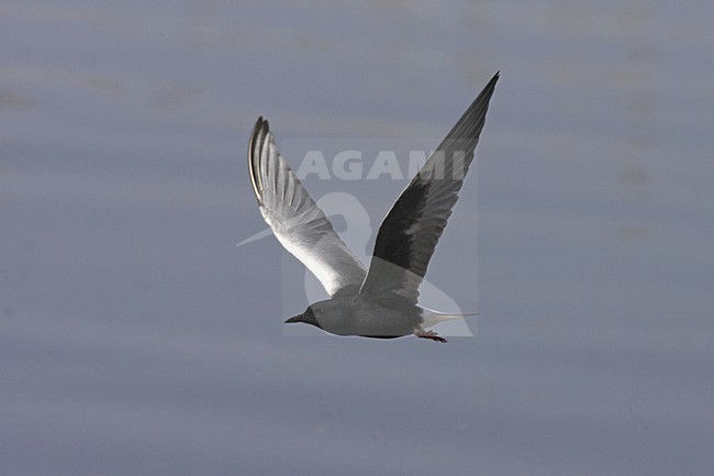 White-winged Tern adult summer-plumage flying, Witvleugelstern adult zomerkleed vliegend stock-image by Agami/Jari Peltomäki,