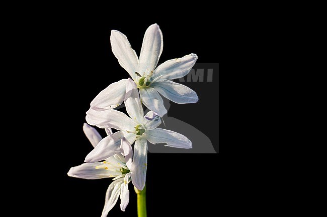 White squill flowers stock-image by Agami/Wil Leurs,