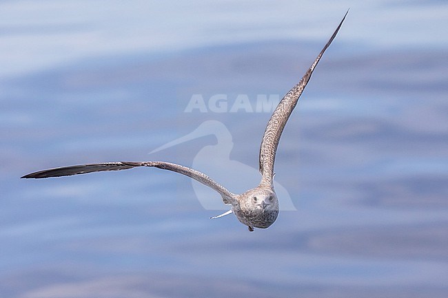 Juvenile Lesser black-backed gull (Larus fuscus) in flight, seen from the front, with the sea as background. stock-image by Agami/Sylvain Reyt,