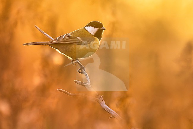 Great Tit (Parus major) in Italy. stock-image by Agami/Daniele Occhiato,
