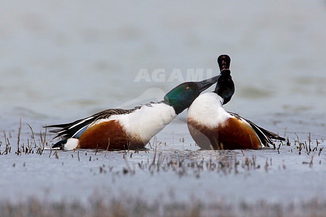 Vechtende mannetjes Slobeend; Male European Shovelers fighting stock-image by Agami/Daniele Occhiato,
