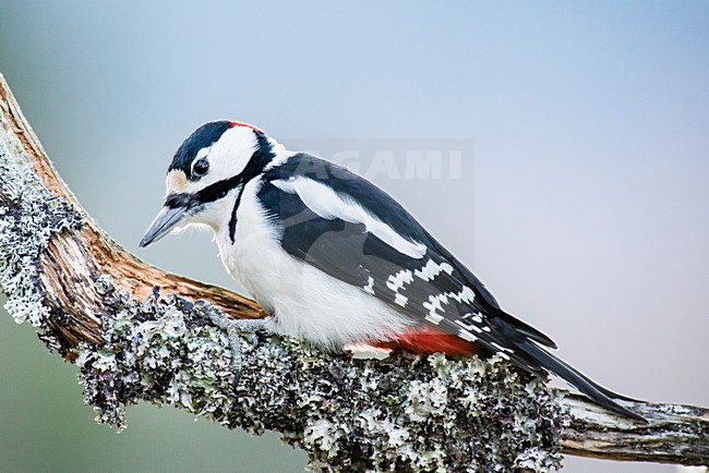 Grote Bonte Specht op bootak, Great Spotted Woodpecker at branch Dendrocopos Major stock-image by Agami/Rob Riemer,