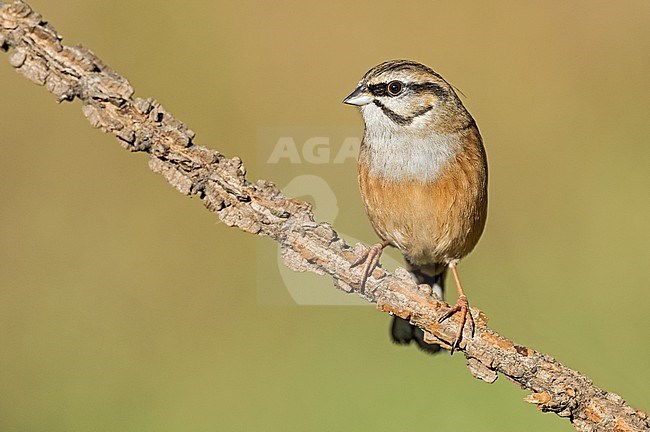 Rock Bunting (Emberiza cia) at drinking station in Italy. stock-image by Agami/Alain Ghignone,