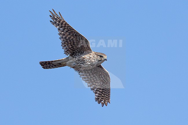 Merlin (Falco columbarius), adult female in flight seen from below, Northeastern Region, Iceland stock-image by Agami/Saverio Gatto,