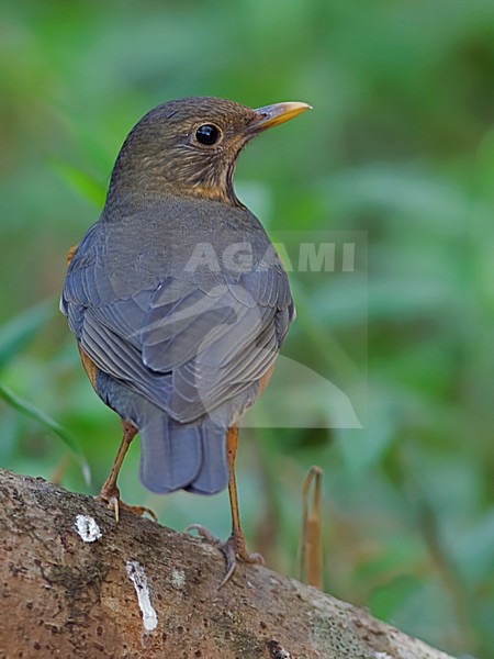 Vrouwtje Zwartborstlijster, Female Black-breasted Thrush stock-image by Agami/Alex Vargas,