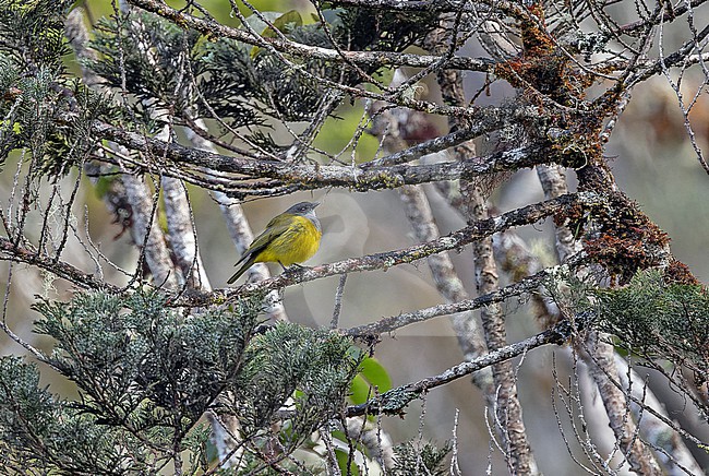 Lorentz's Whistler (Pachycephala lorentzi) in West Papua, Indonesia. stock-image by Agami/Pete Morris,