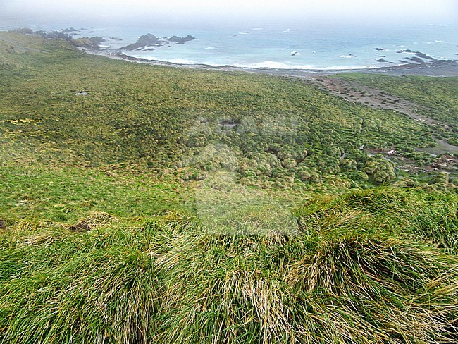 Tussock grass covered slope and beach on Macquarie island, an island in the subantarctic region of Australia in the southern pacific ocean. stock-image by Agami/Marc Guyt,
