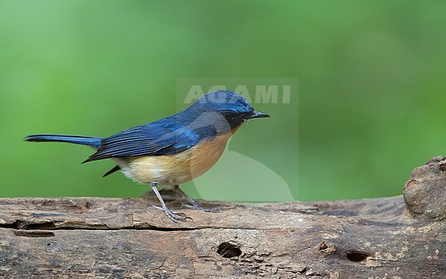 Hill Blue Flycatcher (Cyornis whitei), adult male perched on a branch at Doi Ang Khang, Thailand stock-image by Agami/Helge Sorensen,