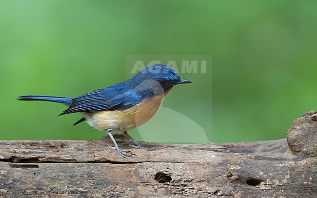 Hill Blue Flycatcher (Cyornis whitei), adult male perched on a branch at Doi Ang Khang, Thailand stock-image by Agami/Helge Sorensen,
