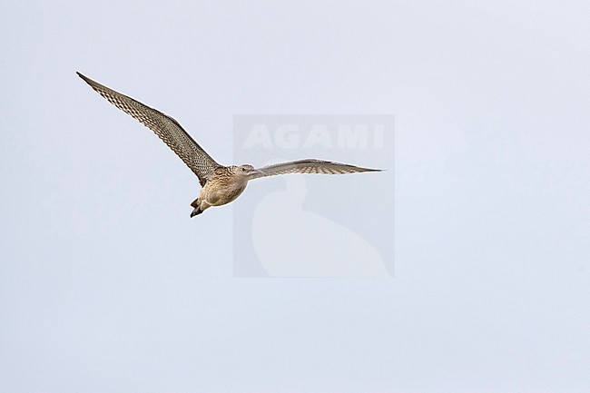 A Far Eastern Curlew (Numenius madagascariensis) flying overhead during autumn migration in Mongolia. stock-image by Agami/Mathias Putze,