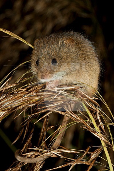 Foeragerende Dwergmuis; Foraging Harvest Mouse stock-image by Agami/Theo Douma,