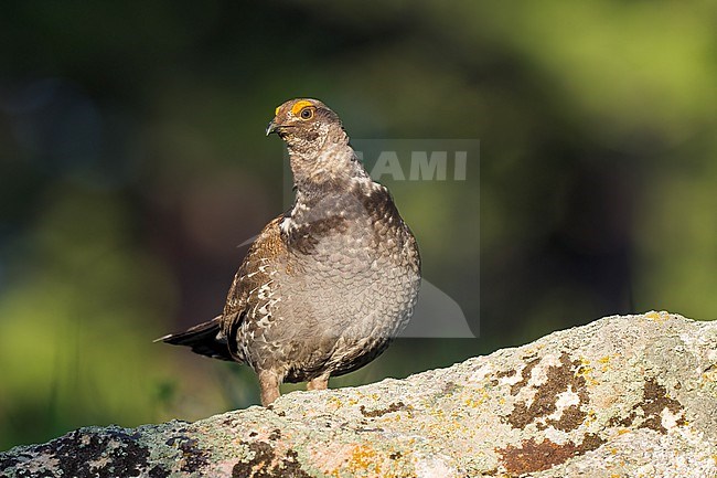 Adult male
Boulder Co., CO
June 2023 stock-image by Agami/Brian E Small,
