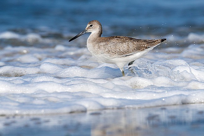 Western Willet hunted some crustacean along the St Pete Jetty in Cape May Point, New Jersey. August 2016. stock-image by Agami/Vincent Legrand,