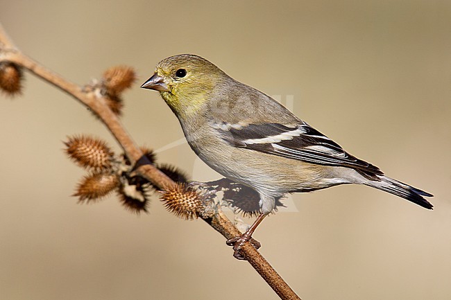 Adult male non-breeding
Kern Co., CA
January 2005 stock-image by Agami/Brian E Small,