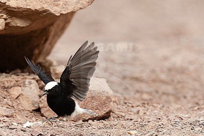 White-crowned Wheatear (Oenanthe leucopyga) landing in a desert canyon near Eilat, Israel. stock-image by Agami/Marc Guyt,