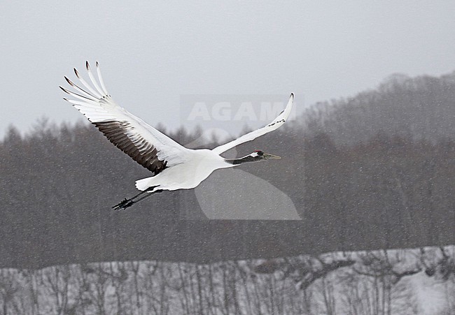 Wintering Red-crowned Crane, Grus japonensis, near Kushiro, Hokkaido, Japan. stock-image by Agami/Pete Morris,