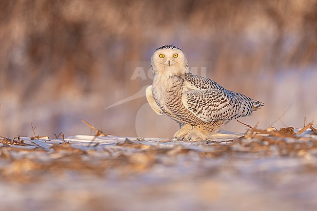 Snowy Owl (Bubo scandiacus) in snow covered landscape in Ontario Canada. stock-image by Agami/Marcel Burkhardt,