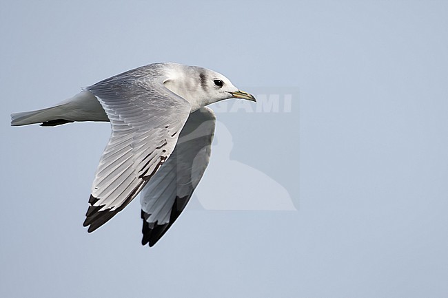 immature or second winter black-legged kittiwake (Rissa tridactyla) in flight, found offshore at North Sea in German Bight stock-image by Agami/Mathias Putze,