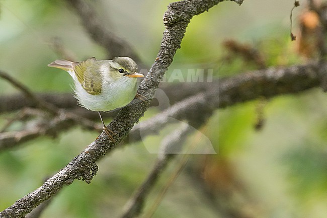 Adult Western Crowned Leaf-warbler (Phylloscopus occipitalis) perched on a twig during spring in Tajikistan. stock-image by Agami/Ralph Martin,