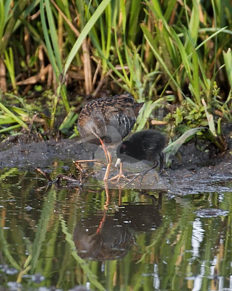 Waterral;Water Rail;Rallus aquaticus; stock-image by Agami/Hans Gebuis,