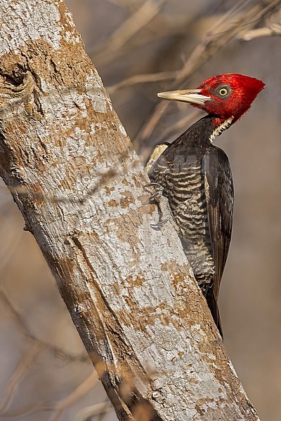 Pale-billed Woodpecker (Campephilus guatemalensis) in mexico stock-image by Agami/Dubi Shapiro,