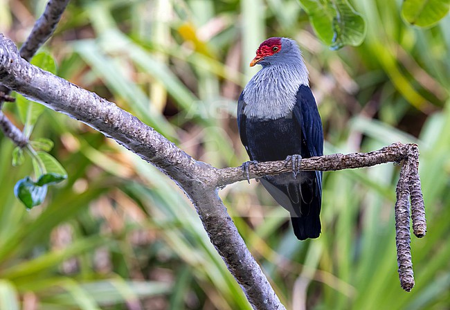 Seychelles Blue Pigeon (Alectroenas pulcherrimus) on the Seychelles. stock-image by Agami/David Monticelli,