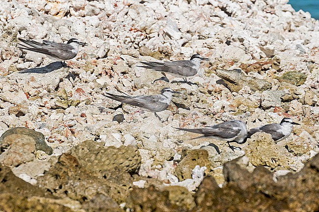 Worn adult Spectacled tern (Onychoprion lunatus), also known as the grey-backed tern, in French Polynesia. stock-image by Agami/Pete Morris,
