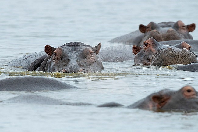 Hippopotamus (Hippopotamus amphibius), close-up of heads emerging from the water, Mpumalanga, South Africa stock-image by Agami/Saverio Gatto,