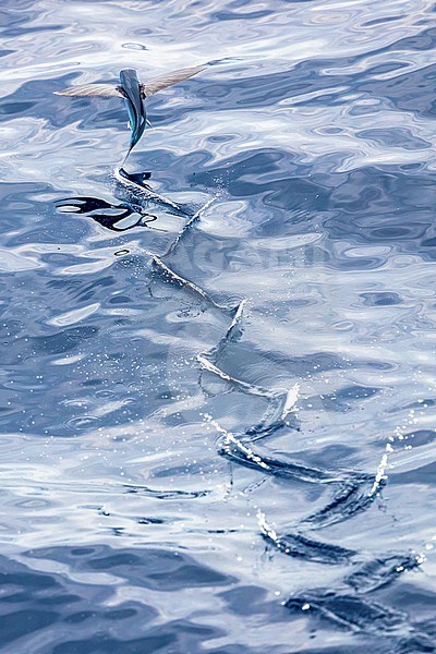 Flyingfish (Exocoetidae sp.) in flight over the atlantic ocean. Waters between St. Helena and Ascension Islands.

 stock-image by Agami/Rafael Armada,