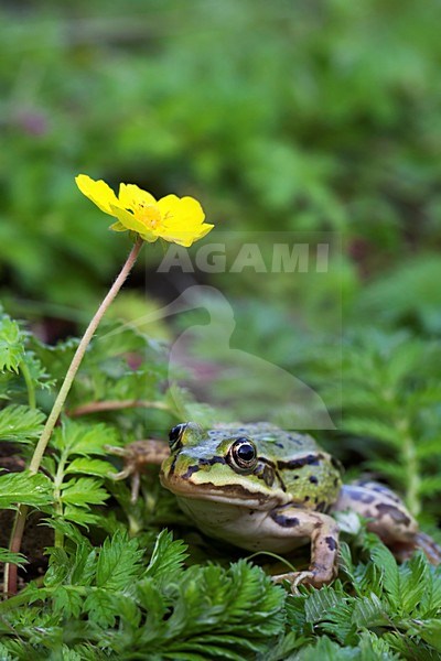 Kikker bij boterbloem; Frog near buttercup stock-image by Agami/Rob Olivier,