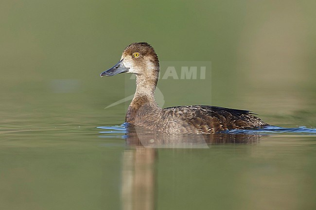 Adult female Lesser Scaup (Aythya affinis) swimming in Lake Tunkwa, British Columbia in Canada. stock-image by Agami/Brian E Small,