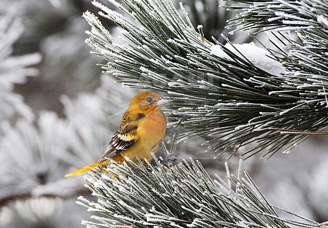 Verdwaalde Noordelijke Troepiaal in Ouddorp; Vagrant Baltimore Oriole in the Netherlands stock-image by Agami/Marc Guyt,