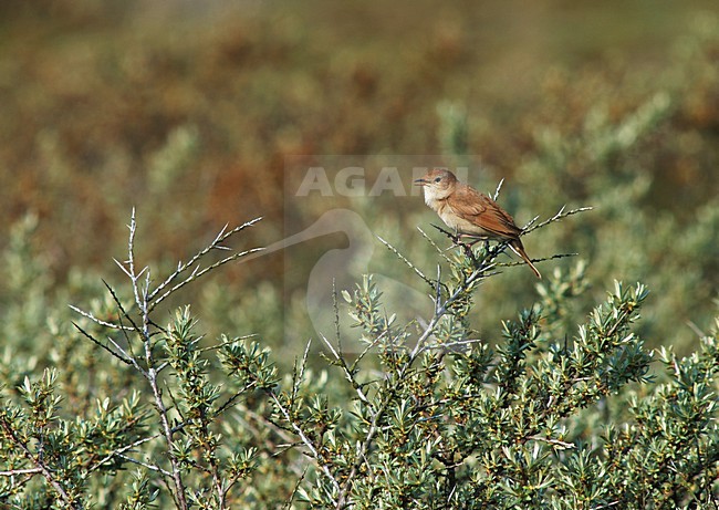 Common Nightingale singing; Nachtegaal zingend stock-image by Agami/Marc Guyt,