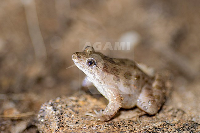 Painted Frog (Discoglossus pictus) taken the 25/04/2022 at Ramatuelle- France. stock-image by Agami/Nicolas Bastide,