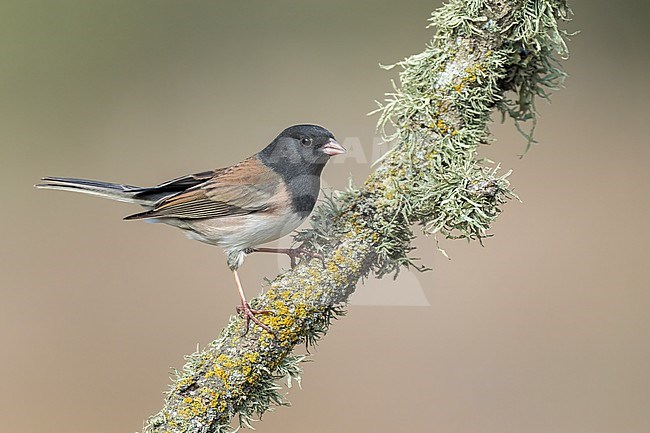Adult male
Santa Barbara Co., CA
November 2022 stock-image by Agami/Brian E Small,