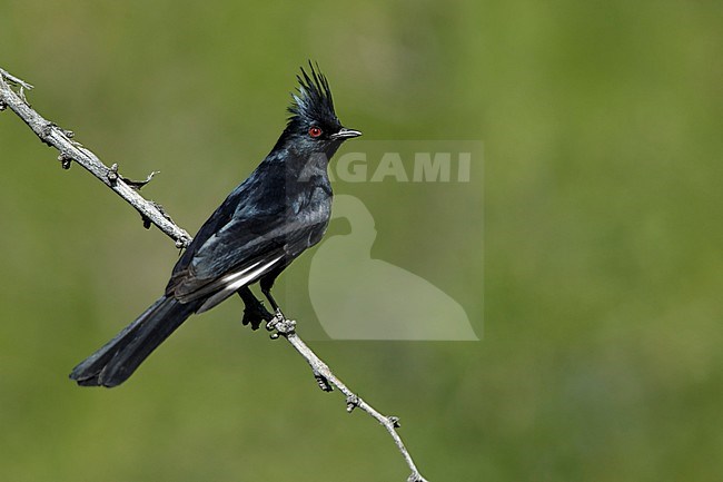 Adult male Phainopepla (Phainopepla nitens) sitting on a branch in Riverside County, California, USA. stock-image by Agami/Brian E Small,
