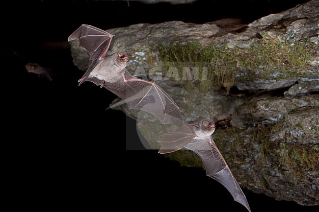 Schreibers vleermuis vliegend, Schreibers' bat flying, stock-image by Agami/Theo Douma,