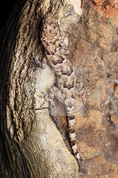 Tropical House Gecko (Hemidactylus mabouia) taken the 10/082025 at Sao Tomé. stock-image by Agami/Nicolas Bastide,
