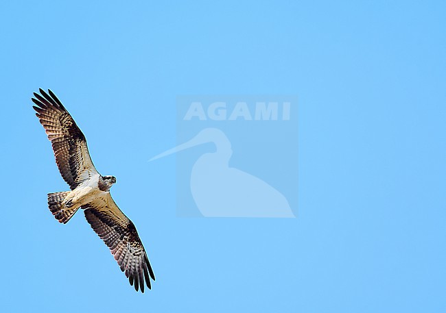 Adult female Osprey (Pandion haliaetus) flying against a blue sky as a background in Czechia, room for text stock-image by Agami/Tomas Grim,