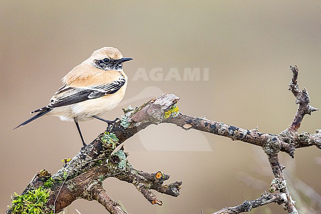  stock-image by Agami/Menno van Duijn,