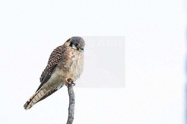 American Kestrel, Falco sparverius, during winter in North America. stock-image by Agami/Ian Davies,