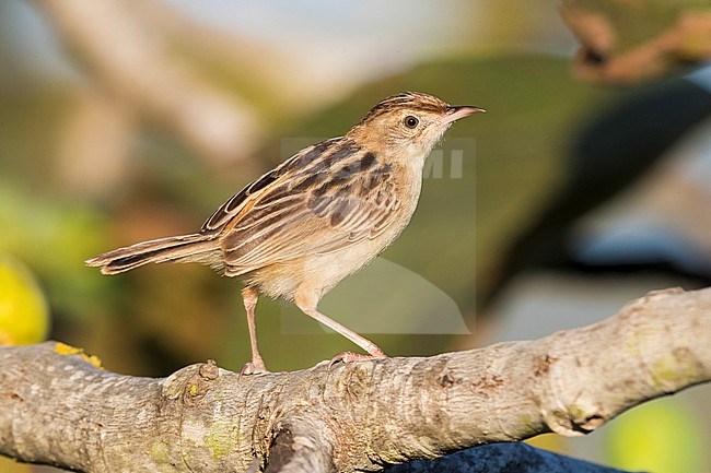 Zitting cisticola (Cisticola juncidis), side view of an adult perched on a branch, Campania, Italy stock-image by Agami/Saverio Gatto,